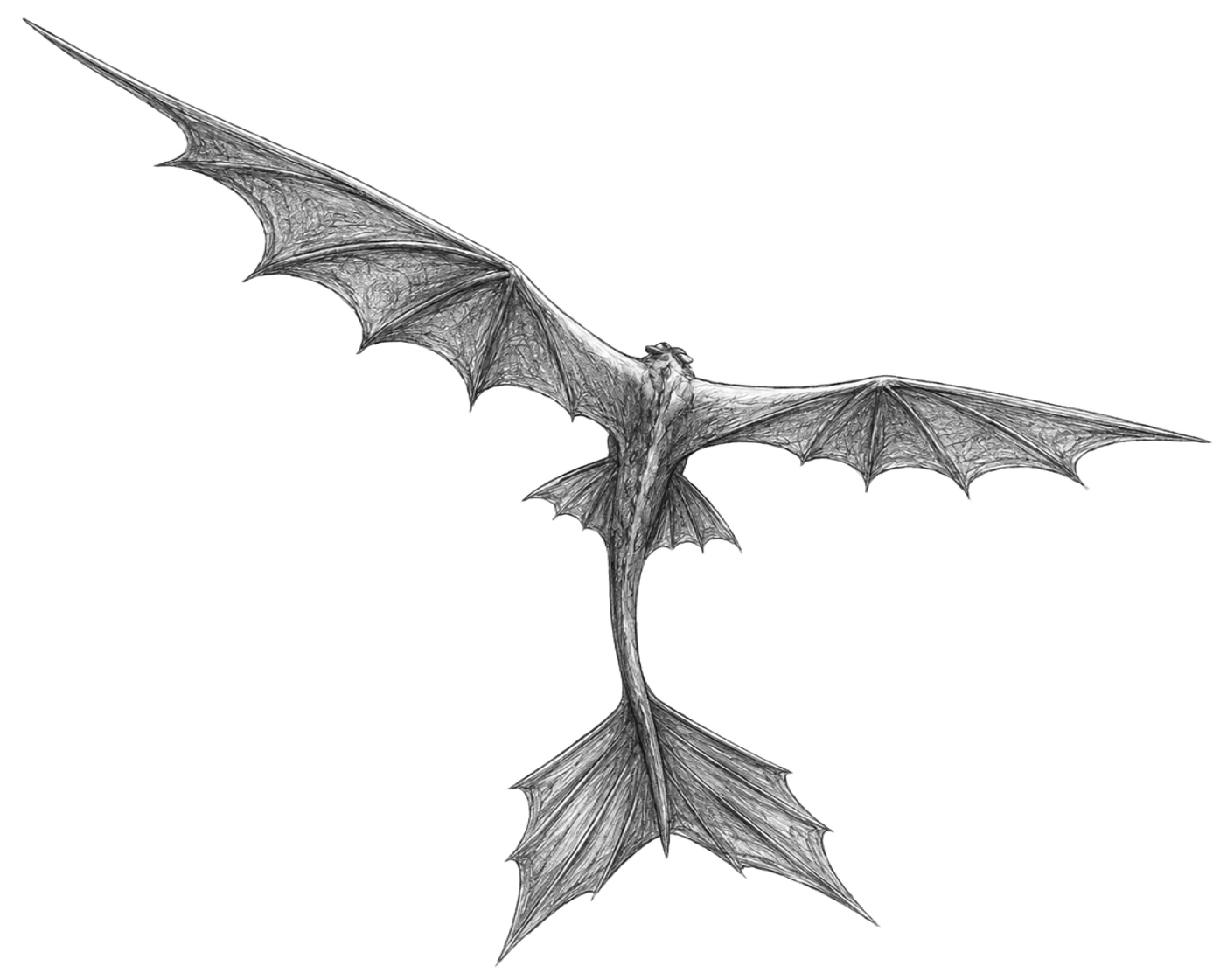 Sketch of a Night Fury dragon in flight